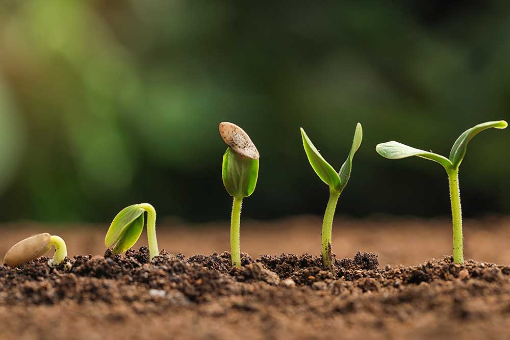 enCoir Seed Starter qty.11