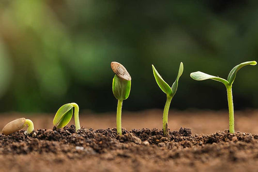 enCoir Seed Starter qty.11